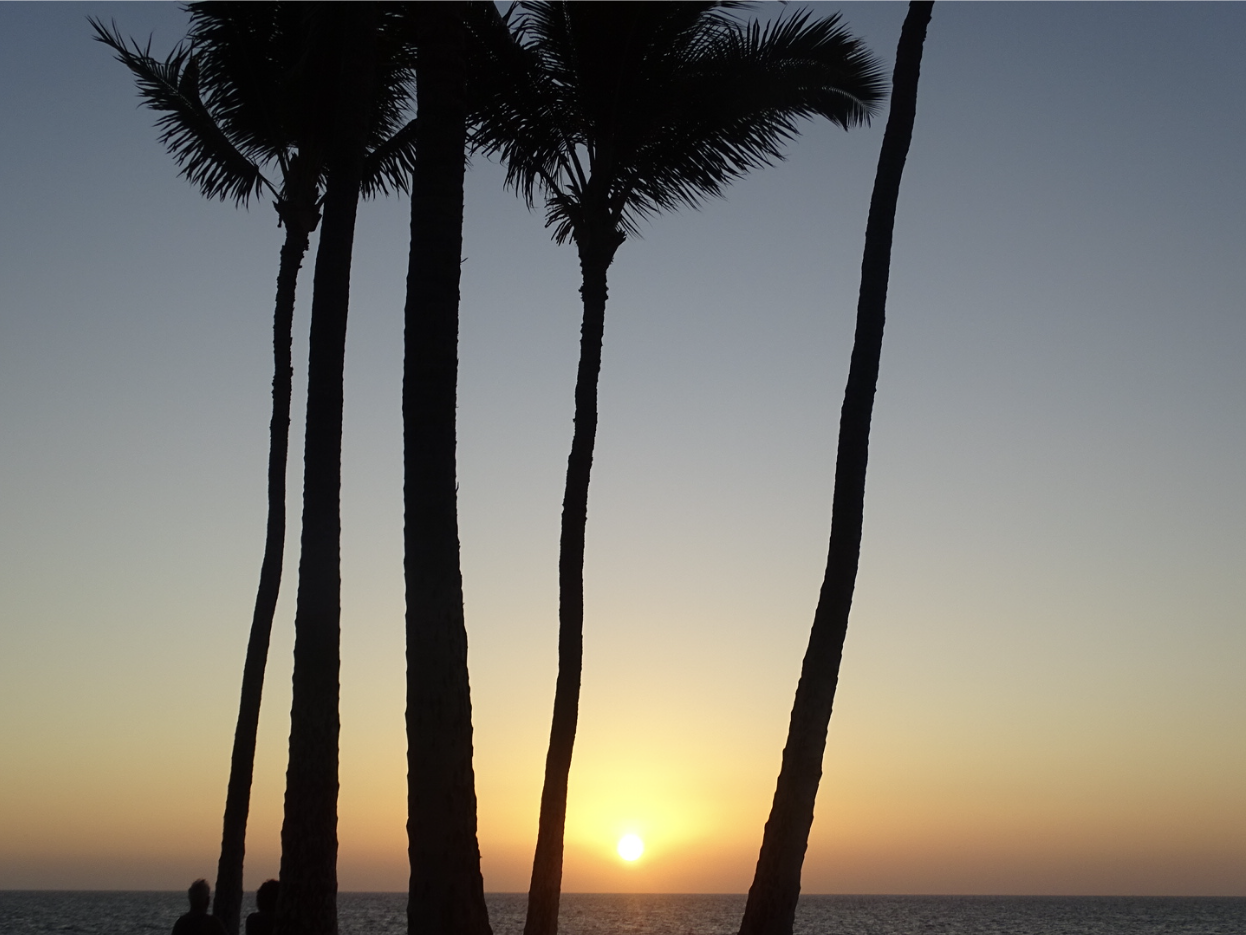 Palm trees silhouetted against a sunset over the water
